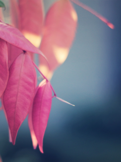 природа, листья, pink again