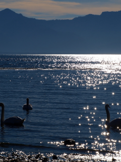 озеро, лебеди, вечер