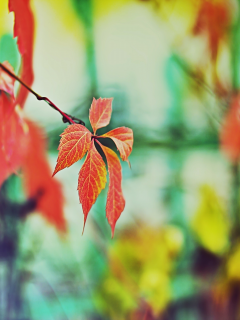 цвета, забор, дерево, настроение осень