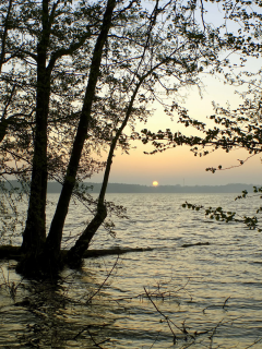 деревья, солнце, водоём, горизонт, минорно, закат, ветки, вода