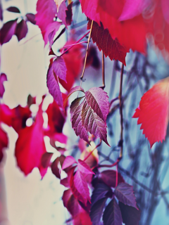 забор, настроение осень, цвета, дерево
