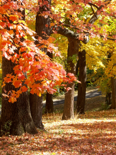 november in missouri, осень, парк