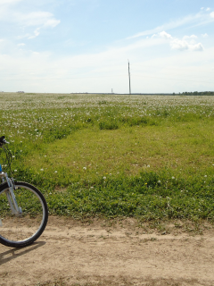 небо, одуванчики, лето, поле, дорога, велосипед, трава