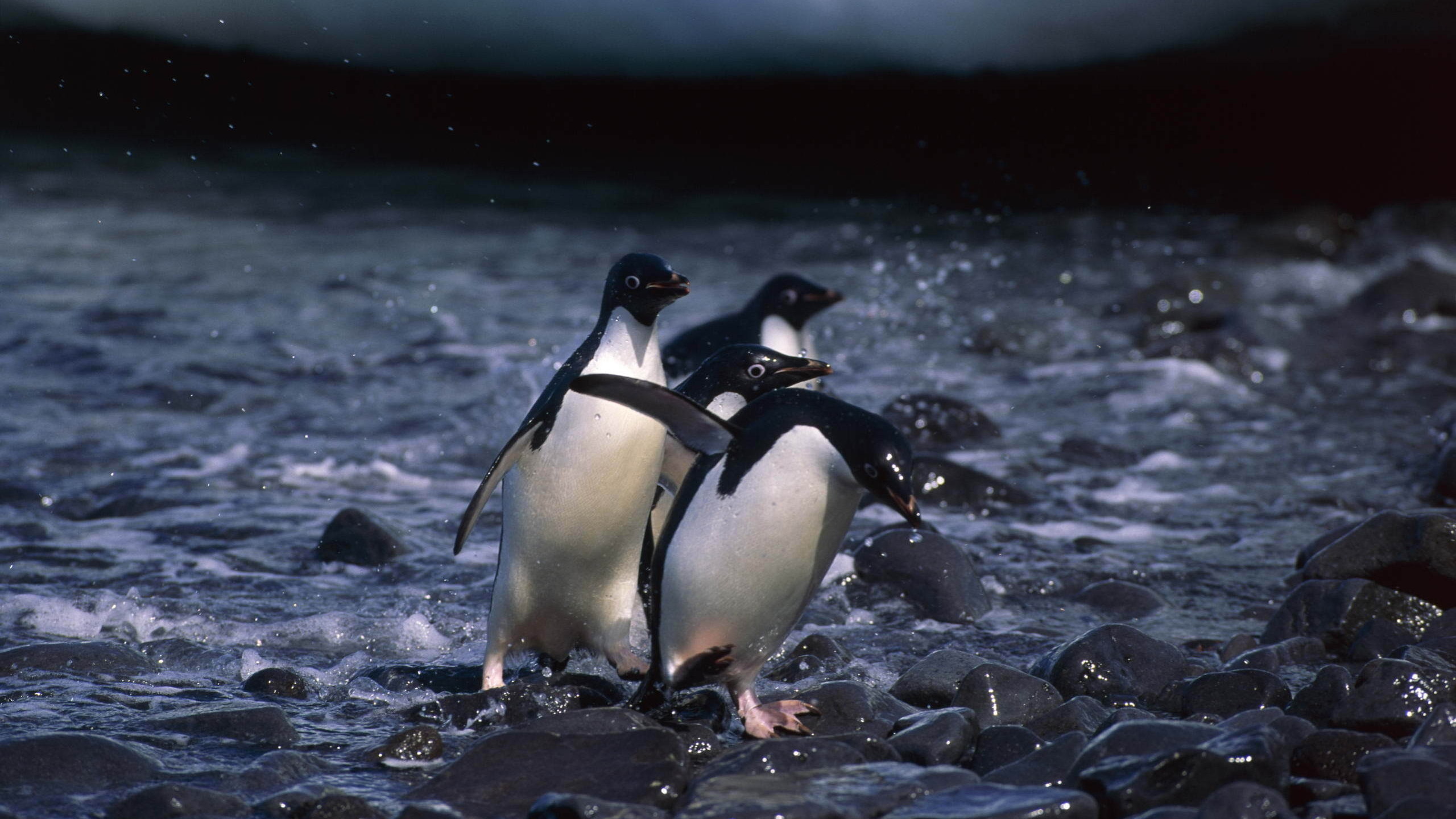 пингвины, вода, камни