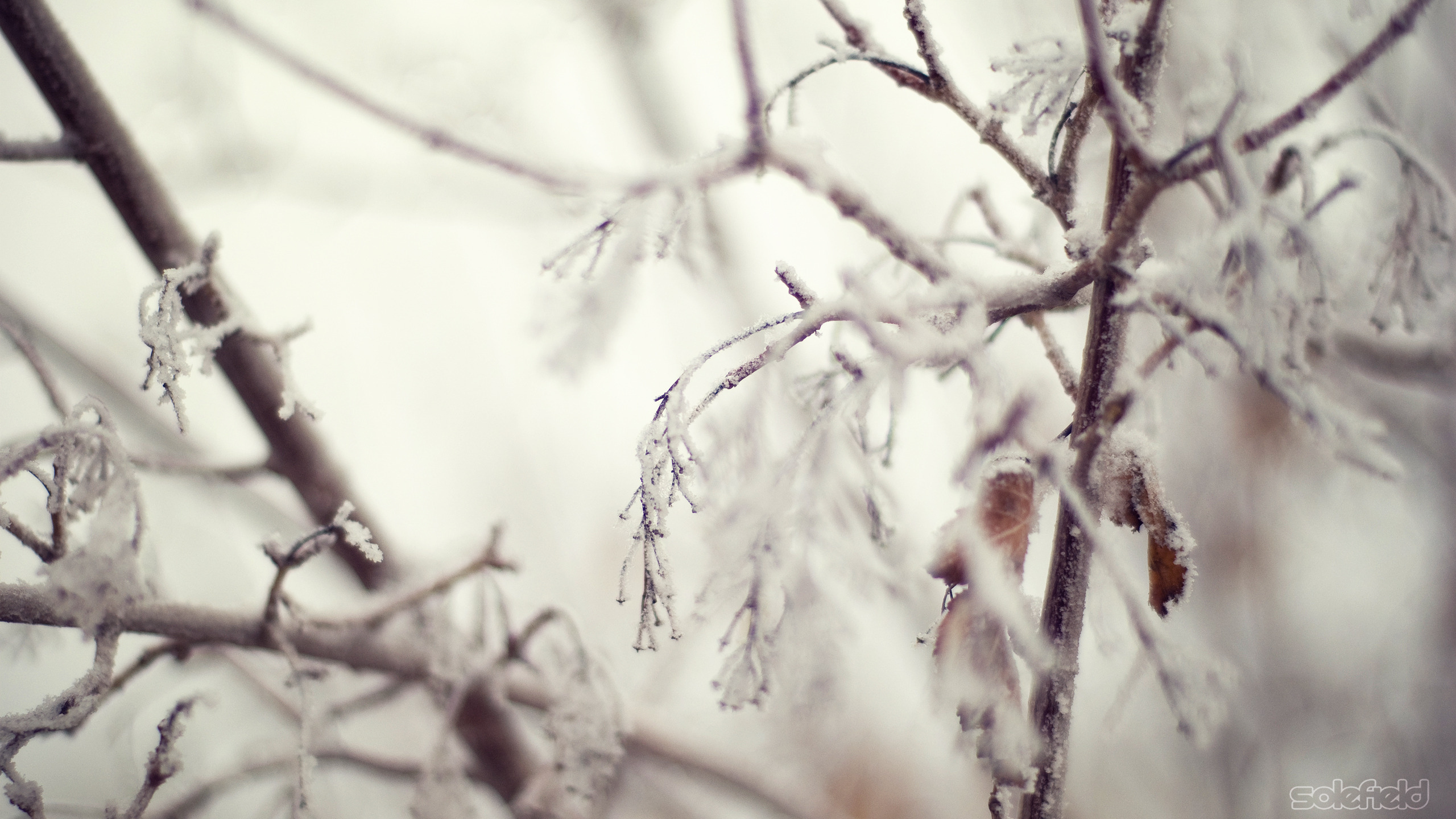 снег, зима, иний, quiet, листва, ветки