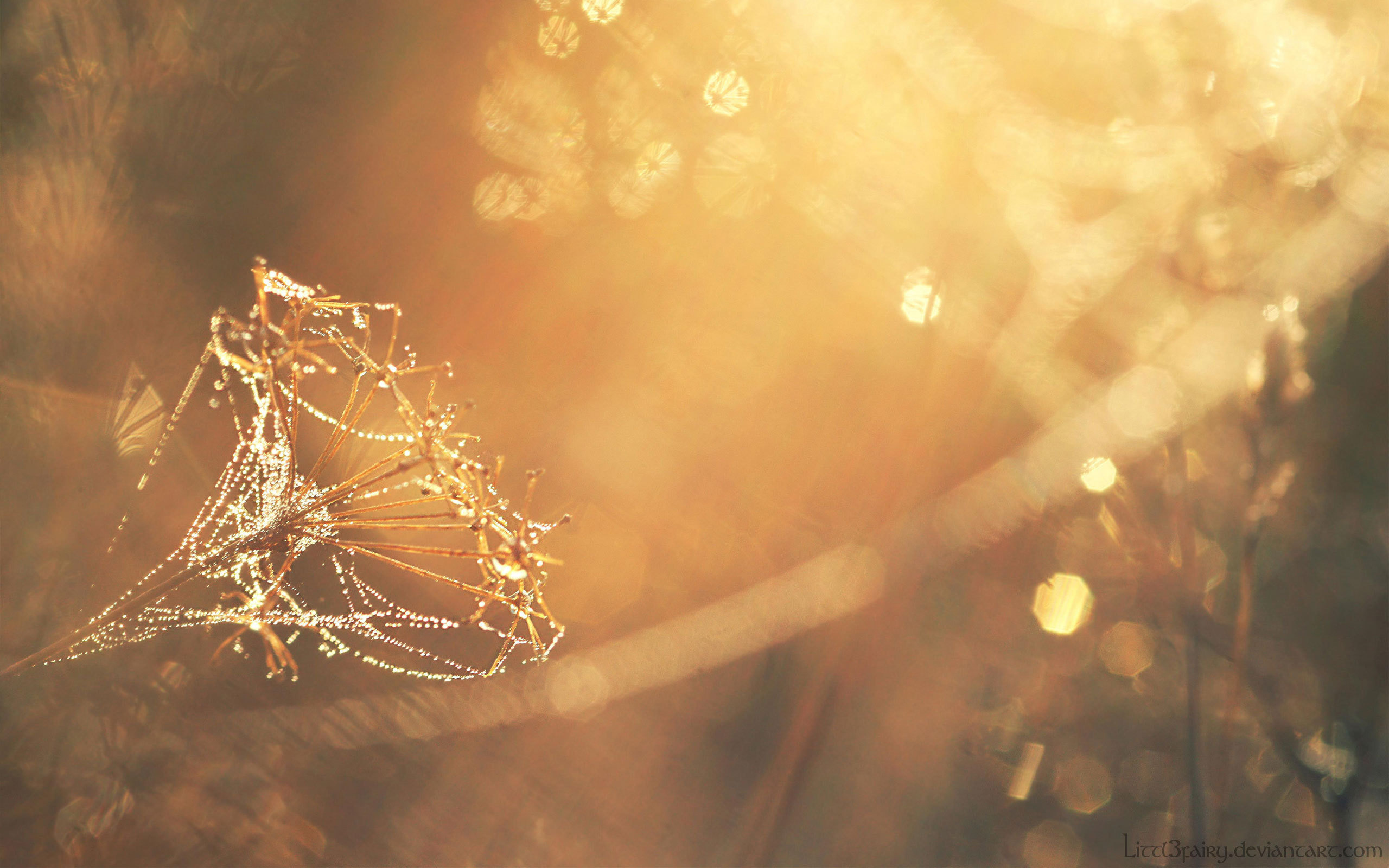 photo, sunlight, dandelion, makro