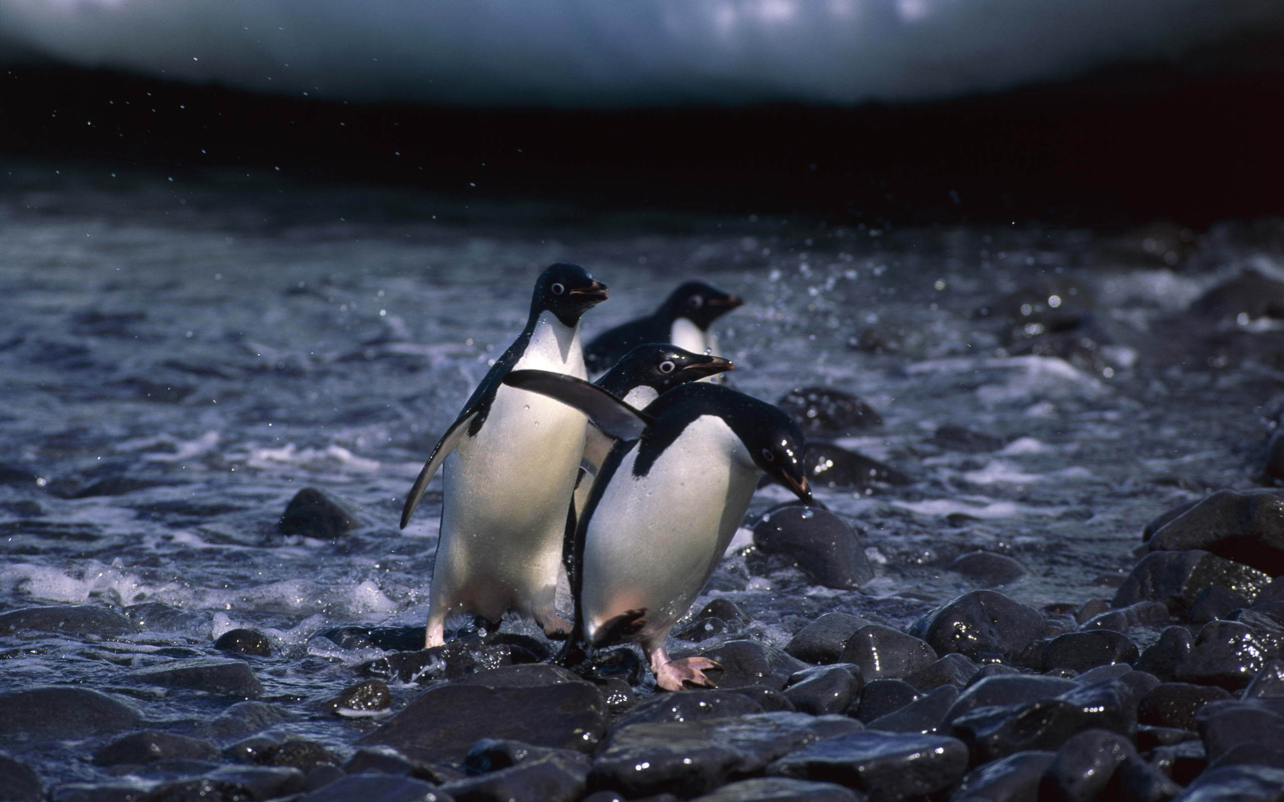 пингвины, вода, камни