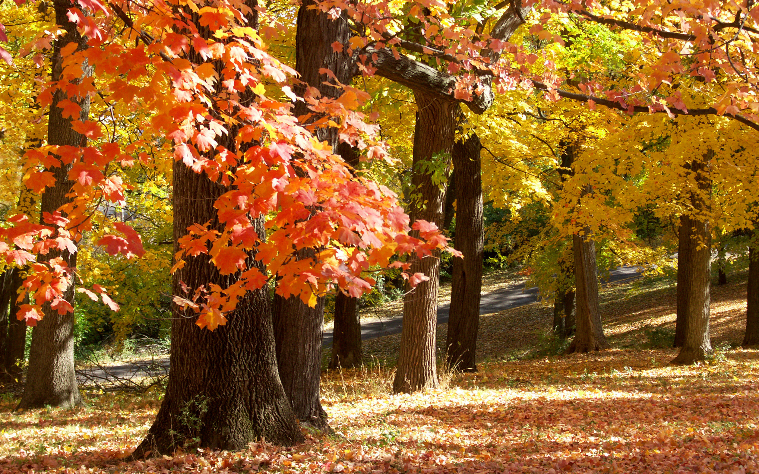 november in missouri, осень, парк