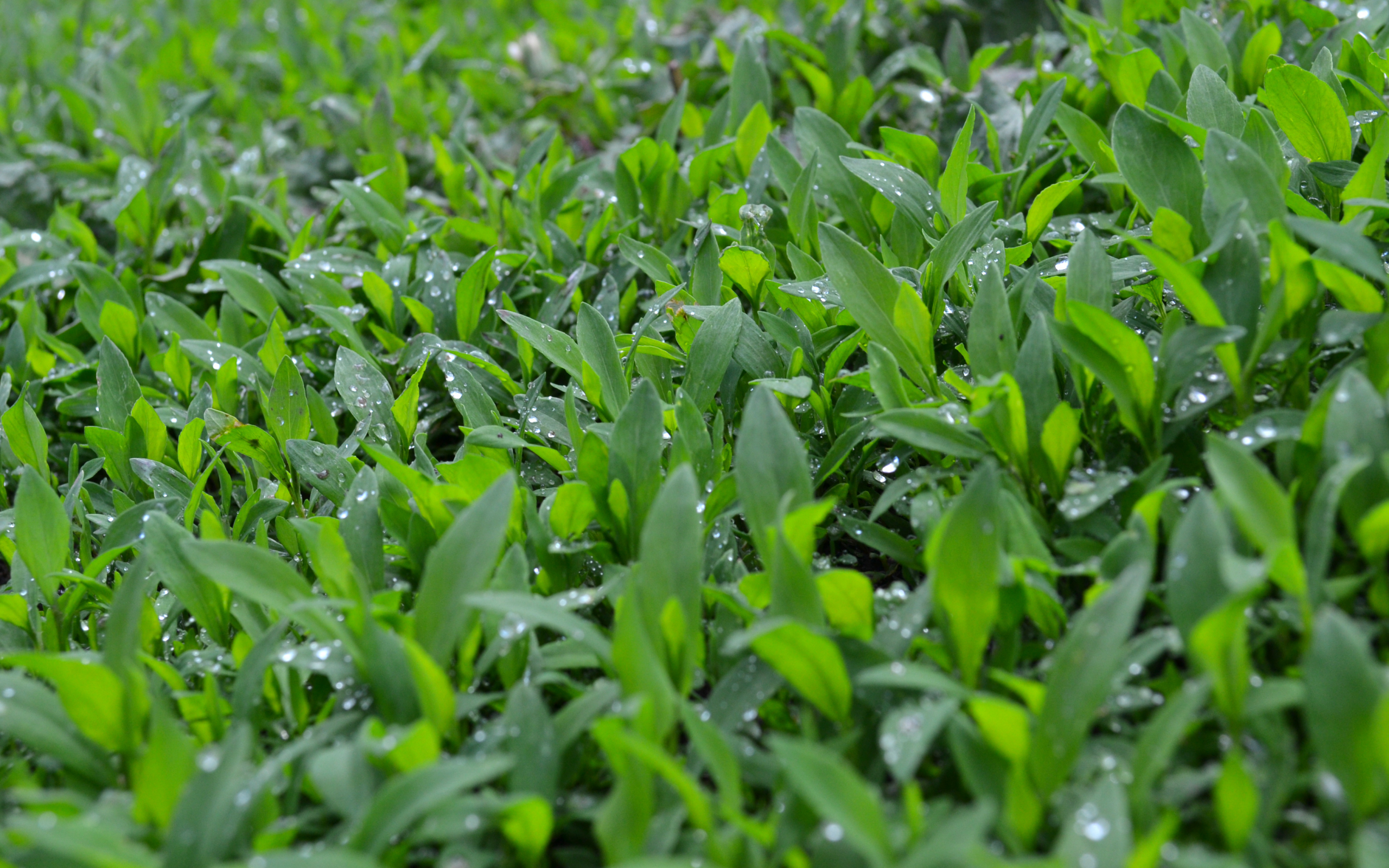 природа, трава, дождь