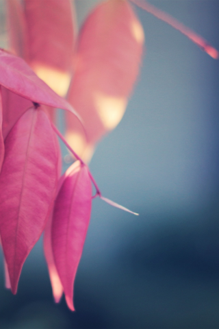 природа, листья, pink again
