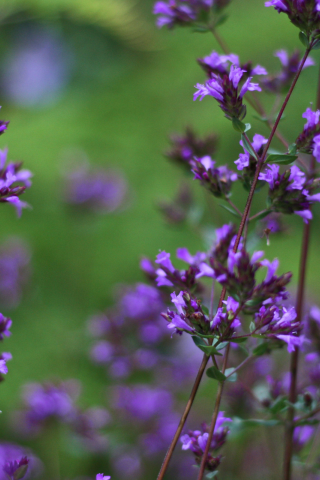 травушка, violet breeze, фиолетбриз, цветочьки