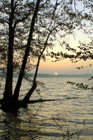 деревья, солнце, водоём, горизонт, минорно, закат, ветки, вода