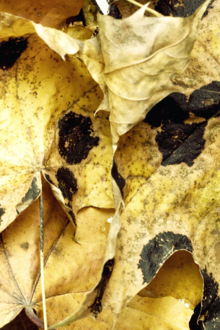 вода, leaves, макро, water, листья, autumn, осень, 1920x1080, macro