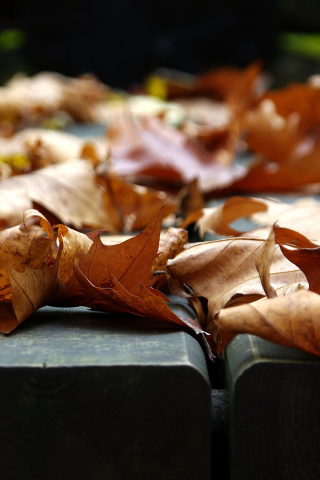 листочки, фото, листья, листок, листопад, макро, листки, листва, осеннее настроение, красивые обои, листочек, настроения, осень