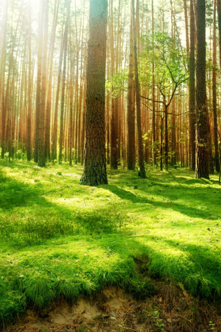 лес, природа, деревья, высоченные, beautiful wood, старинный