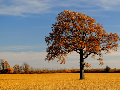осень, природа, поле, дерево