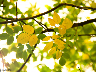 листья, макро, природа, осень, солнце, желтый