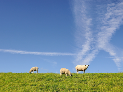 трава, овцы, овечки, три, небо, трое