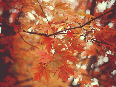 осень, природа, боке, ветви, листья, деревья