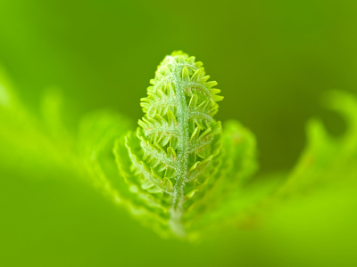 a green world, жизнь, зелень