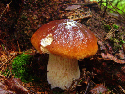 осень, лес, грибы