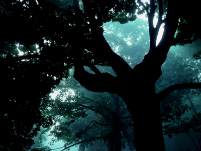 туман, лес, дерево