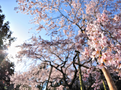 деревья, cherry blossom, вишня, настроение, цветение, солнце, цветы, лучи, весна, обои