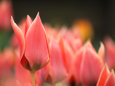 весна, тюльпаны, алые, размытость, цветы, красные, бутоны, макро, розовые