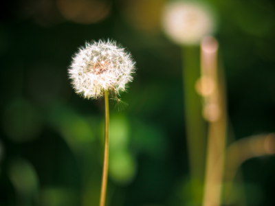 одуванчик, природа, dandelion