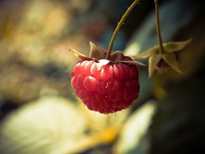 raspberry, боке, 2560x1600, light, ягода, свет, макро, berry, bokeh, macro, малина
