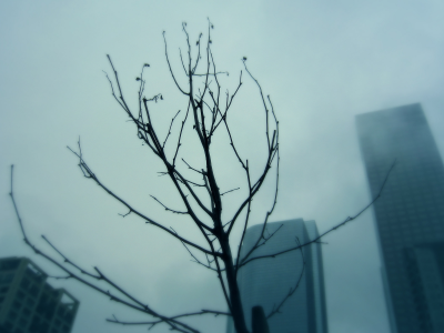 небоскребы, город, ветка, дерево, туман