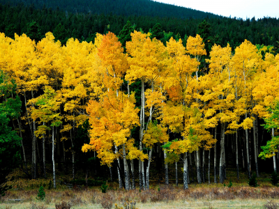 осень, лес, берёзы, желтый, природа