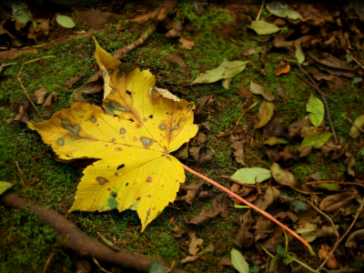 лес, природа, парк, осень, листья, макро, осенние обои, земля