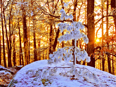 снег, лес, солнце, природа, зима, ель