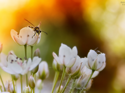 bee, цветы, пчела, закат