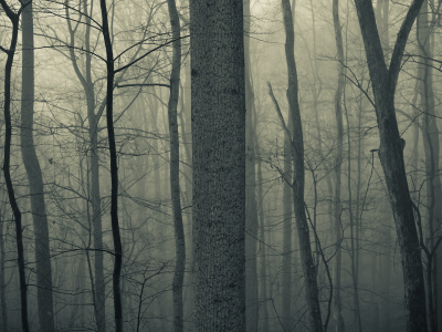 сумрак, туман, деревья, стволы, лес, тени, силуэты, осень