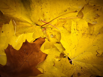 осень, листья, клён, жёлтый