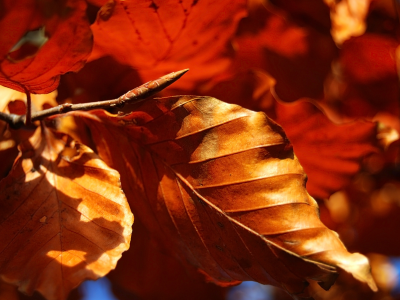 осенние обои, макро, природа, осень, листья