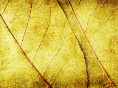 текстура, листья, фон, желтые
