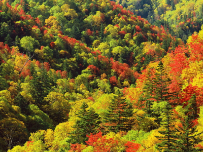 деревья, яркие цвета, листва, холмы, лес, осень