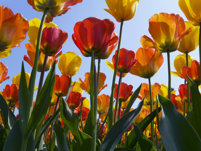 поле, тюльпаны, нидерланды