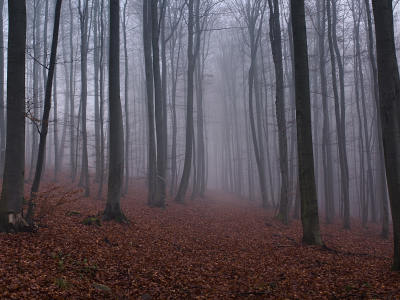туман, лес, деревья, опавшие листья, осень