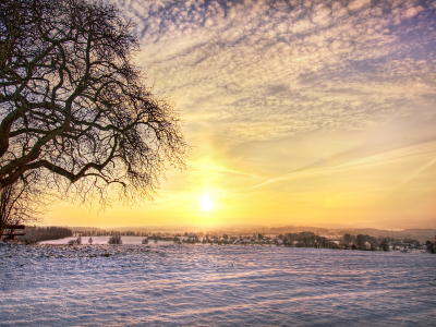 снег, поле, зима, дерево
