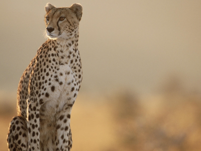 гепард, cheetah, даль, разглядывает