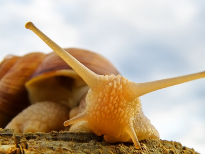 roman snail, равлик, макро, улитка, слимак