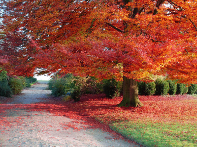 дерево, осень, листья