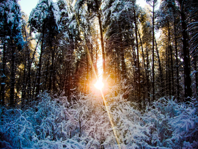зима, лес, закат, деревья, снег