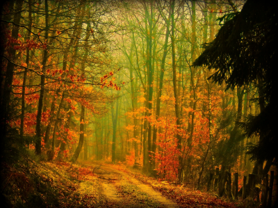 осень, лес, деревья, дорога, листва, природа