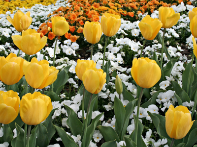 цветок, тюльпан, тюльпаны, цветы, природа, цвета, весна