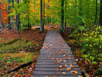 осень, лес, листья, мостик, природа